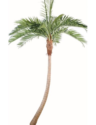 PALM TREE COCO CURVE NEW