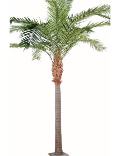 PHOENIX CANARIENSIS