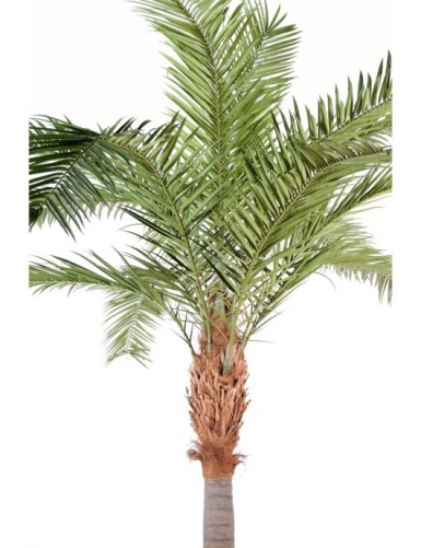 PHOENIX CANARIENSIS