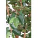 FICUS SINGLE TRUNK GF