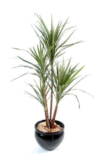 DRACAENA MARGINATA