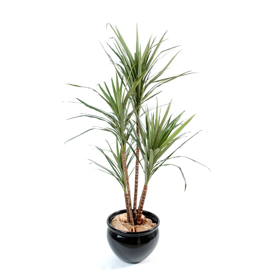 DRACAENA MARGINATA