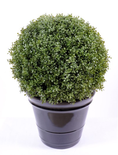 BOXWOOD BALL REGULAR NEW