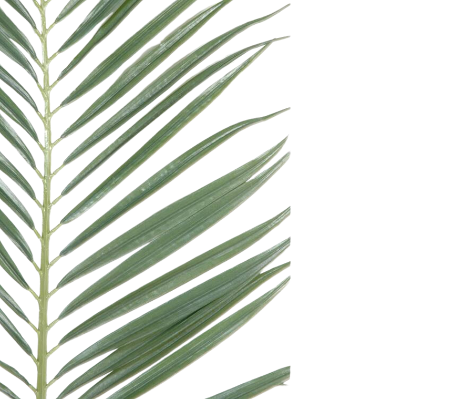 Palmes phœnix et palmiers artificiels